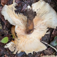 Pleurotus giganteus (Berk.) Karun. & K.D.Hyde